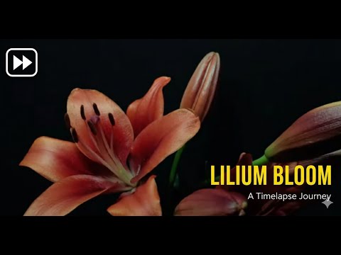 Red Lilium flower blooming timelapse