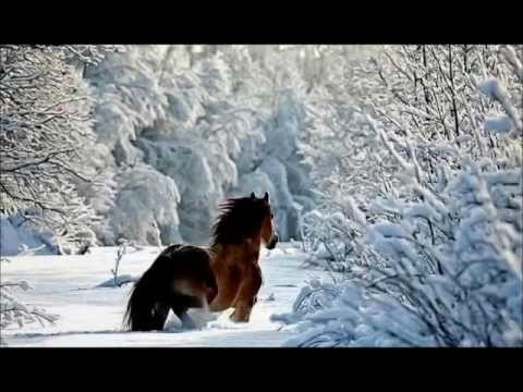 Equus:  a love affair with horses