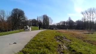 preview picture of video '2015 March 11 12:11 Netherlands, Amsterdam to Naarden, lambs seen from groundlevel'
