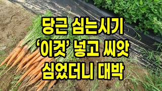 당근 심는시기 이것 넣고 씨앗 심었더니 대박