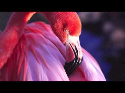 Collective Machine-Flamingo