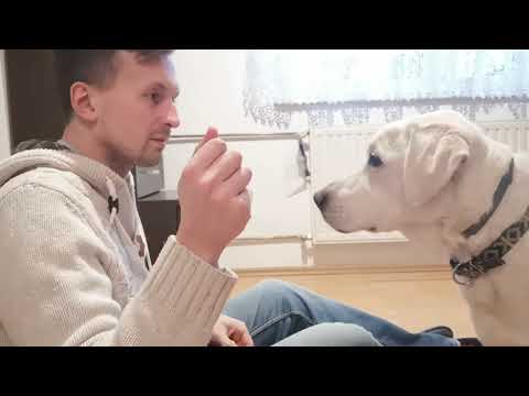 Nauka skupiania uwagi przez psa na przewodniku