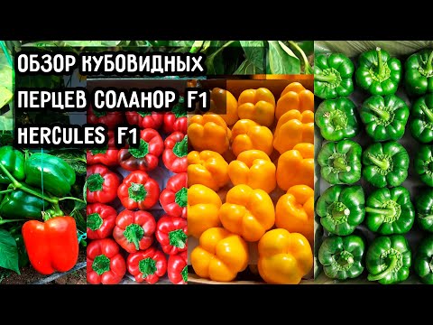 Обзор кубовидных перцев Соланор F1 и Hercules F1