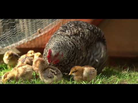 Statek U Malého Stromu