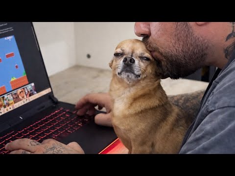 The Funniest Dogs Around the World! 😂 NEW Funny Dog Videos 2026