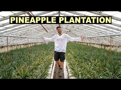 image-Do pineapples grow in the Azores?
