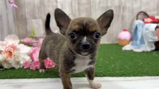 ハーフ犬の動画01