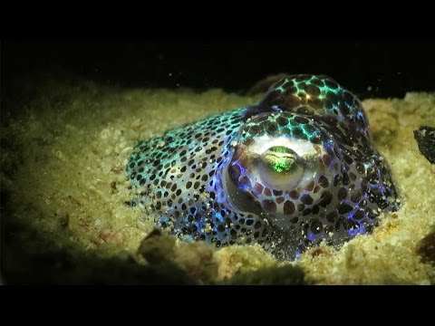 Adorable Bobtail Squid Buries Itself In The Sand