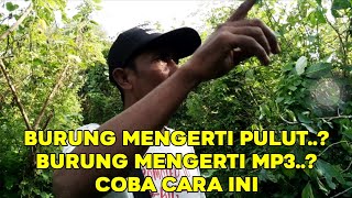 Download lagu SOLUSI BURUNG YANG TIDAK MAU TURUN DAN TIDAK MENDENGARKAN MP3 mp3