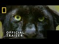 Official Trailer Big Cat Week National Geographic Wild UK