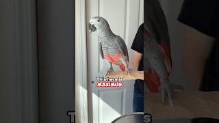 Introducing Maximus Red Factor African Grey Parrot