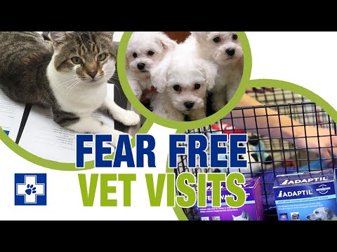 How to have a stress-free vet visit