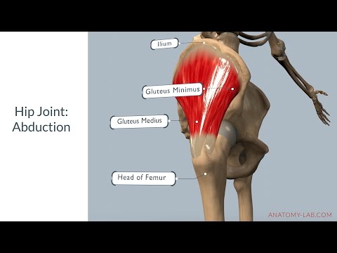 Understanding Hip Abduction: Anatomy, Muscles, and Range of Motion
