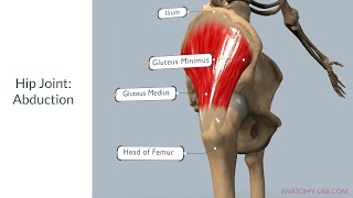 Understanding Hip Abduction: Anatomy, Muscles, and Range of Motion