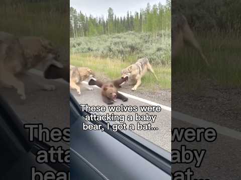 The wolves around here are ruthless #wholesome #animals #animal #nature