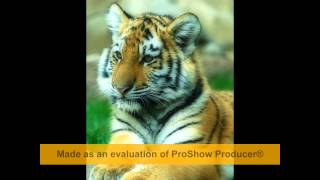 Tiger Boo - English/French Version HD and HQ