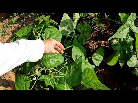 2 tricks that will double your bush & pole bean yields