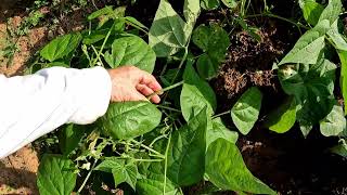 2 tricks that will double your bush & pole bean yields