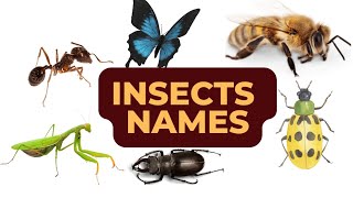 Discover the Fascinating World of Insects: A Guide to Insect Identification for Kids