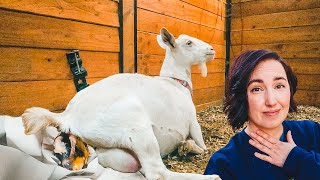 Well, these BABIES don&#39;t look like the FATHER! 😬 (miniature goat birth)