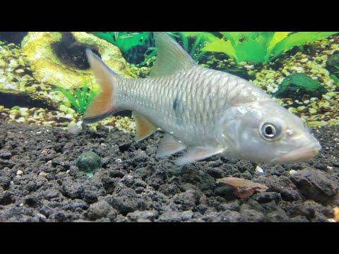 HAMPALA LUKULO PENGHUNI BARU AQUARIUMKU