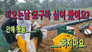 비오는 날 고구마 심어봤어요? 안해봤음...........하지 마세요.
