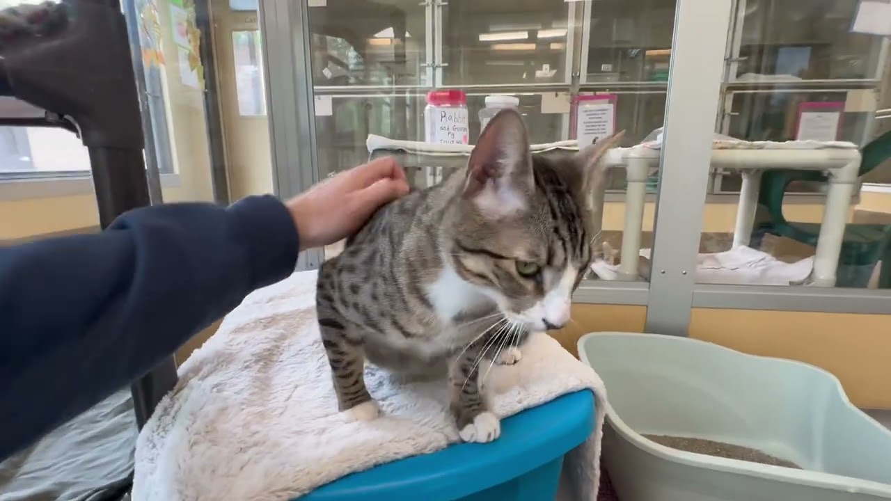 Enlarge Buster, a ADOPTABLE Domestic Short Hair in Eatontown, NJ video 6/6