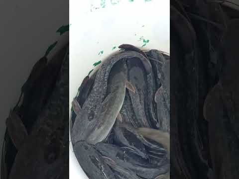 Ikan Lele Konsumsi #juraganempang