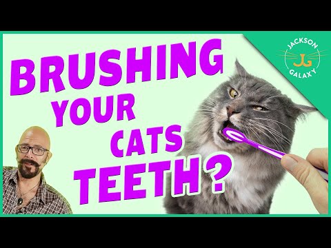Should I Brush My Cat's Teeth? - YouTube