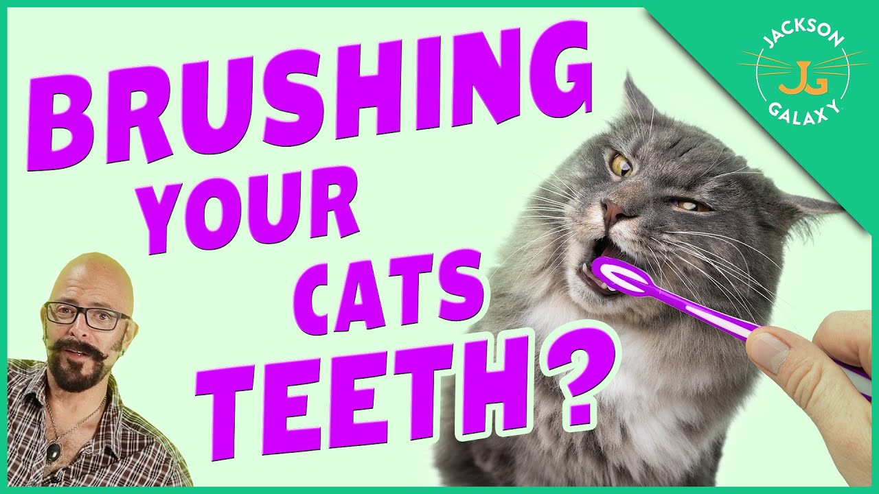 Should I Brush My Cat’s Teeth?