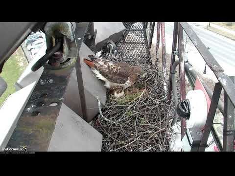 Long, Loud Visit from Big Red, March 12, 2019 | Cornell Hawks PTZ Cam