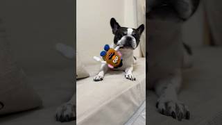 フレブルがお留守番を頑張ってくれたのでお土産渡してみた