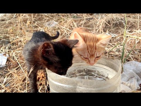 Tiny Kittens getting hot in the sun are drinking water