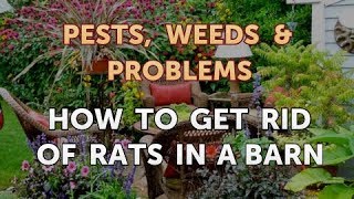 How to Get Rid of Rats in a Barn