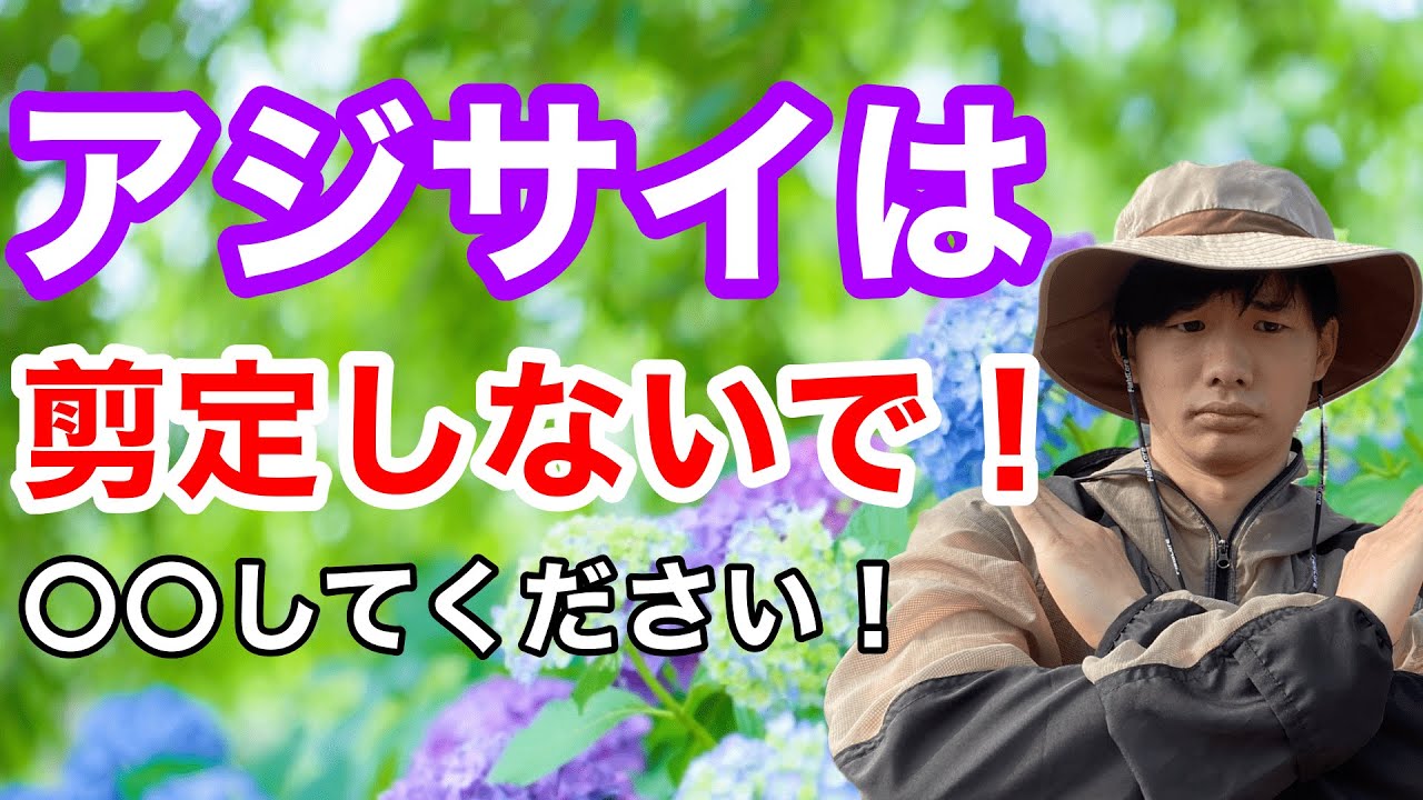 【剪定したらダメ！】紫陽花を2倍楽しむ方法を教えます。【アジサイ】【園芸】【ガーデニング】【あじさい】