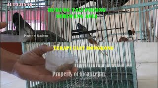 Download lagu MENJINAKKAN BURUNG TALI POCONG SERIWANG ASIA LIAR DENGAN TERAPI ULAT HONGKONG mp3