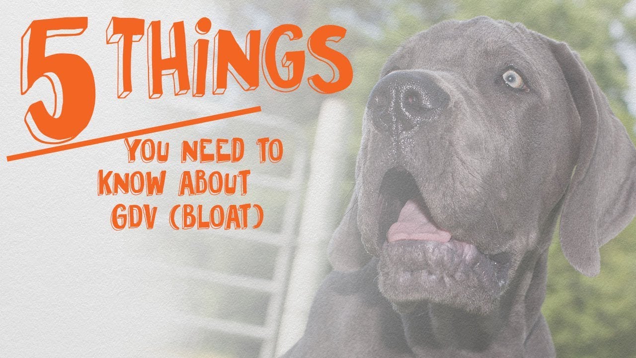 5 Things You Need to Know About Bloat (GDV) in Dogs