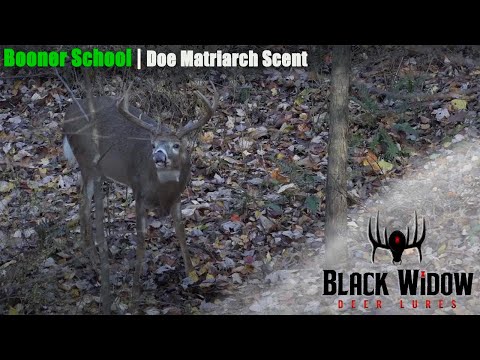 How to Use Doe Scents for Deer Hunting
