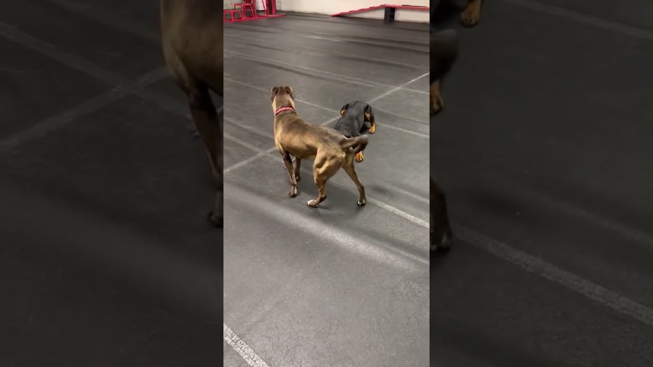 Libby, a ADOPTABLE Rottweiler in Perkasie, PA video 6/6