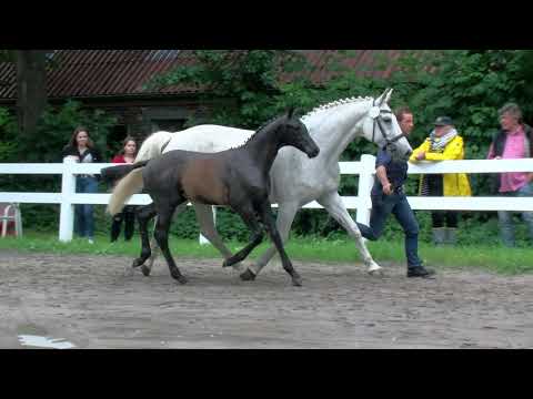 Hf v Conthargos x Concorde x Grannus 2020