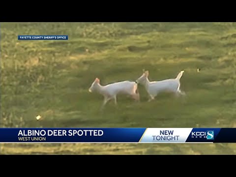 Pair of all-white deer spotted in Iowa