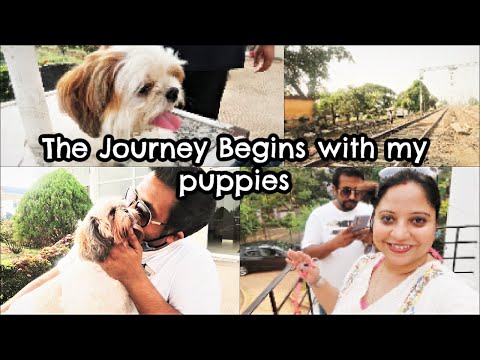 Our Journey with puppies Begins | Family Holiday with my puppies Video