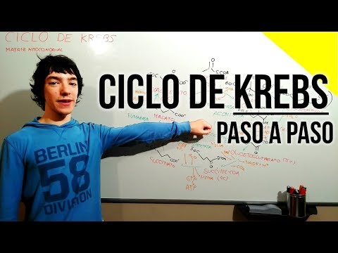 Krebs Cycle Step by Step - FROM SCRATCH