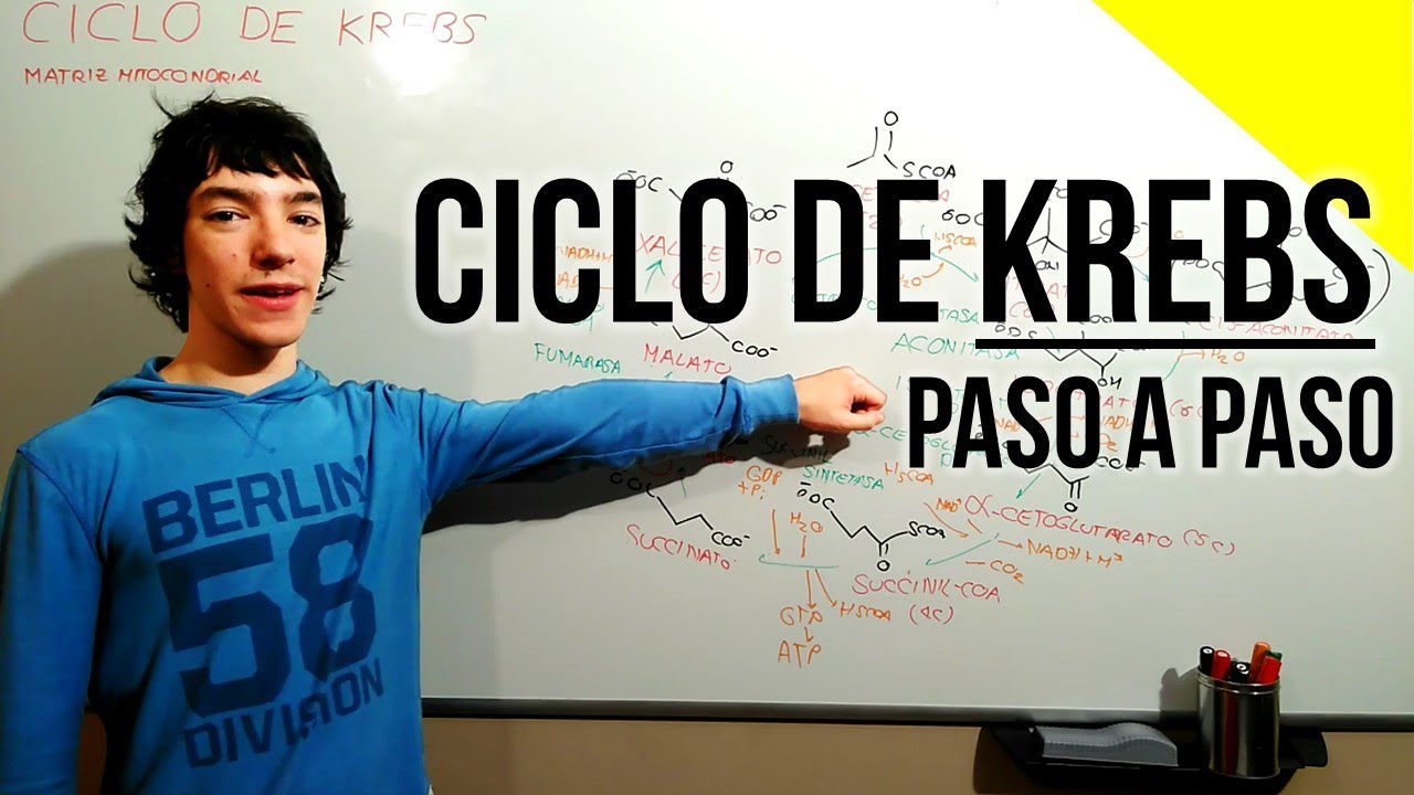 Ciclo de Krebs Paso a Paso - DESDE CERO