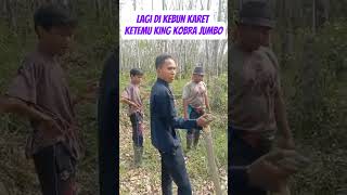 Download lagu Ketemu King Kobra di perkebunan karet. Ngeri sekali!  #shortvideo #gotakkulon mp3