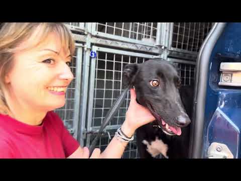GACI ODV - Adozioni Levrieri Italia - 07 Giugno 2025 - Arrivo Greyhound