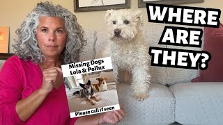 ‼️Vacation Nightmare‼️ – My Dogs Went Missing!