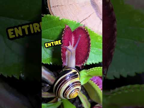 VeNuS SnAiL TrAp 🐌🪤