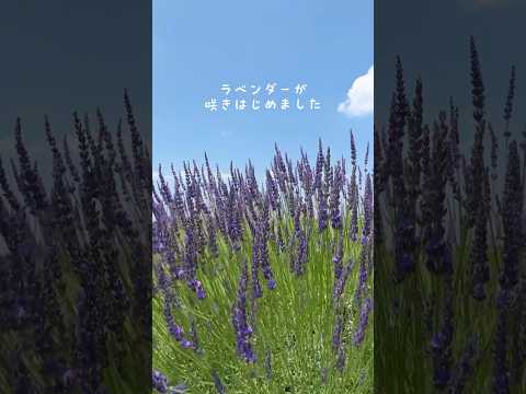 ラベンダーのメンテナンス: 芳香植物の世話をするために採用すべき重要な行動  庭園