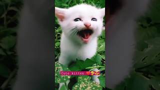 Download lagu cute kitten 😍🥰😍#shorts #cutekittensmeowing#cat#tiktok mp3